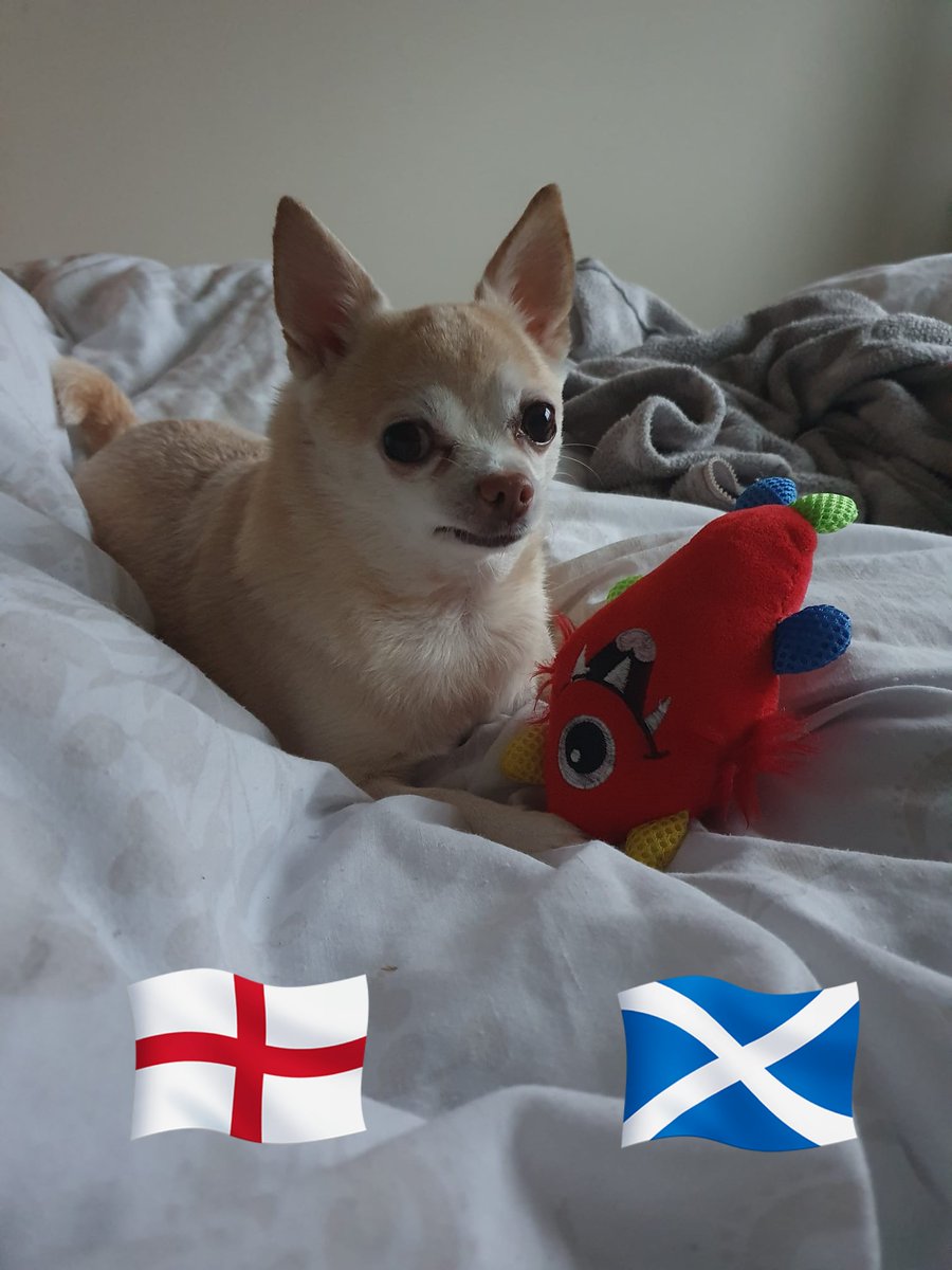 Supporting Scotland in the 6 Nations.
Glued to the screen!!!
#dogs
#DogsofTwittter 
#DogsOnTwitter 
#chihuahua 
#chihuahualife 
#chihuahuacuteness 
#Chihuahuasoftwitter 
#chihuahuaontwitter
#February2023
#ENGSCO 
#SixNations2023