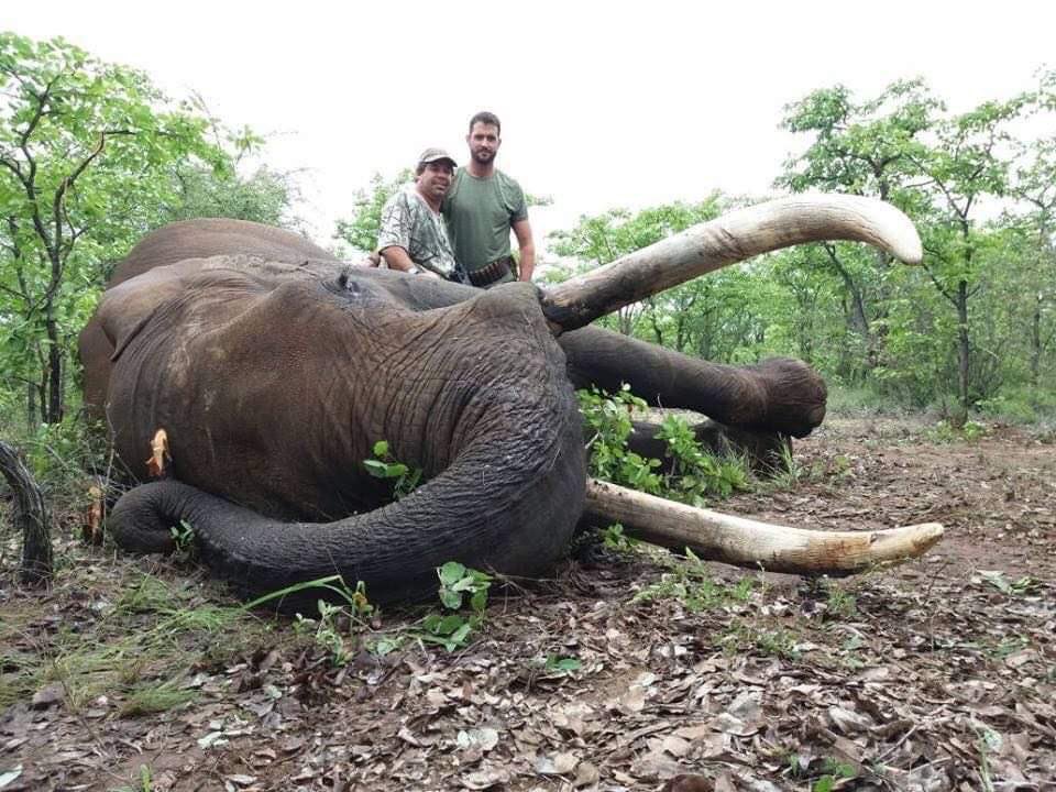 1.Look at this magnificent elephant with huge tusks, killed by little men with massive EGOS. Why… because we allow it. Email your govt reps ask them to ban the importation of hunting trophies.

Please RETWEET if you want trophy hunting to BANNED!

<a href="/rickygervais/">Ricky Gervais</a> <a href="/tarastrong/">tara strong</a>