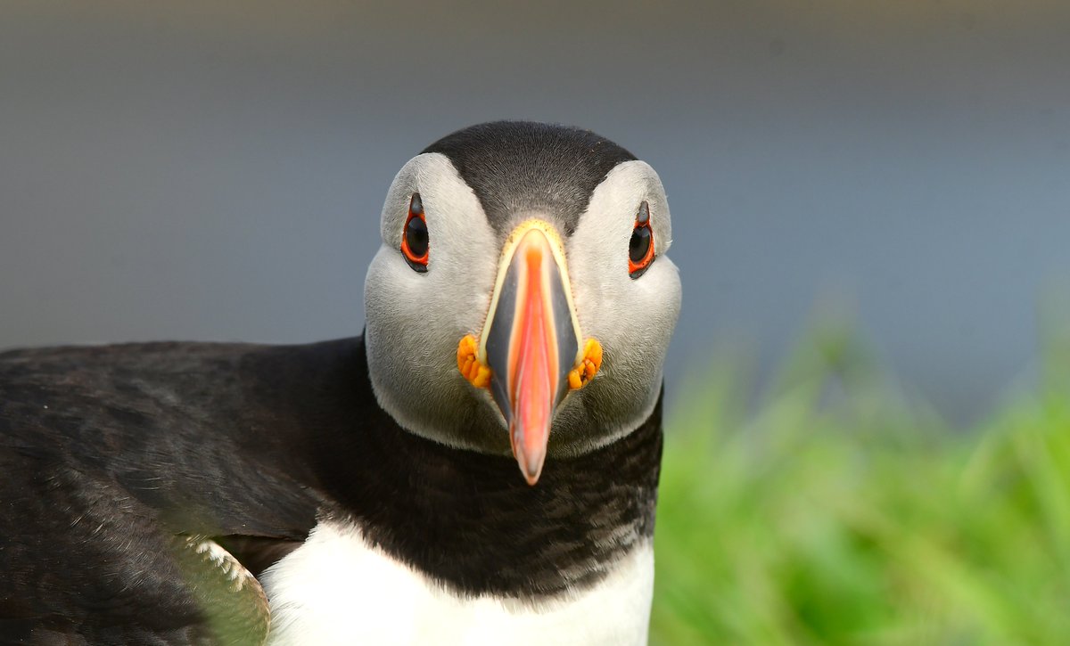 Look into my eyes. Puffin on Lunga in the Treshnish Islands.