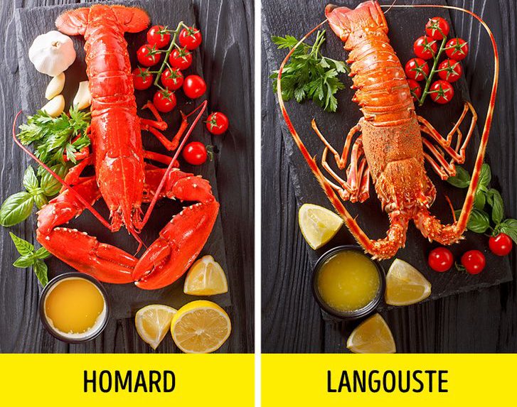ÇA DOIT SE SAVOIR on Twitter "La langouste et le homard sont différents. Le homard est un crabe