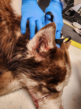 psychicwhisper3's tweet photo. 🏥💔FLUFFY🆘#A352341     
 #CorpusChristiTX  
🐺He Has Been Extended 4 ‼️ 2/6 NOON‼️ 
 So Low On #Pledges😢🙏Please Help
 😖Injuries All Over His Body Including 
 Mouth &amp; Ears Lacerated Face He Must Be
 In So Much Pain💔#SaveFLUFFY's Life🙏
 Pls #Pledge #ResQ #Rt #Foster INFO⬇️ https://t.co/dxJLPIiNnz