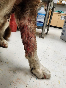 psychicwhisper3's tweet photo. 🏥💔FLUFFY🆘#A352341     
 #CorpusChristiTX  
🐺He Has Been Extended 4 ‼️ 2/6 NOON‼️ 
 So Low On #Pledges😢🙏Please Help
 😖Injuries All Over His Body Including 
 Mouth &amp; Ears Lacerated Face He Must Be
 In So Much Pain💔#SaveFLUFFY's Life🙏
 Pls #Pledge #ResQ #Rt #Foster INFO⬇️ https://t.co/dxJLPIiNnz