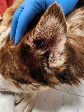 psychicwhisper3's tweet photo. 🏥💔FLUFFY🆘#A352341     
 #CorpusChristiTX  
🐺He Has Been Extended 4 ‼️ 2/6 NOON‼️ 
 So Low On #Pledges😢🙏Please Help
 😖Injuries All Over His Body Including 
 Mouth &amp; Ears Lacerated Face He Must Be
 In So Much Pain💔#SaveFLUFFY's Life🙏
 Pls #Pledge #ResQ #Rt #Foster INFO⬇️ https://t.co/dxJLPIiNnz