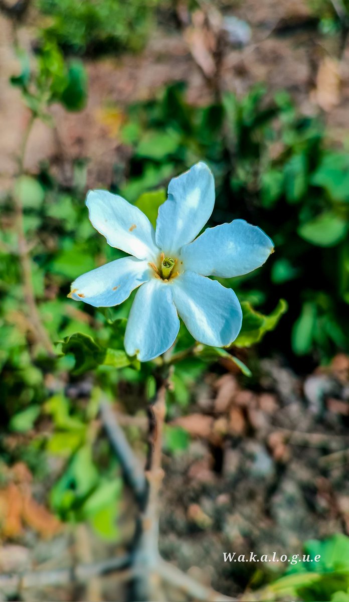 Mfon__Udoh's tweet image. Nature's Bliss.
Pure Bliss.

#wakalogue 
#hada #hikeagainstdrugabuse