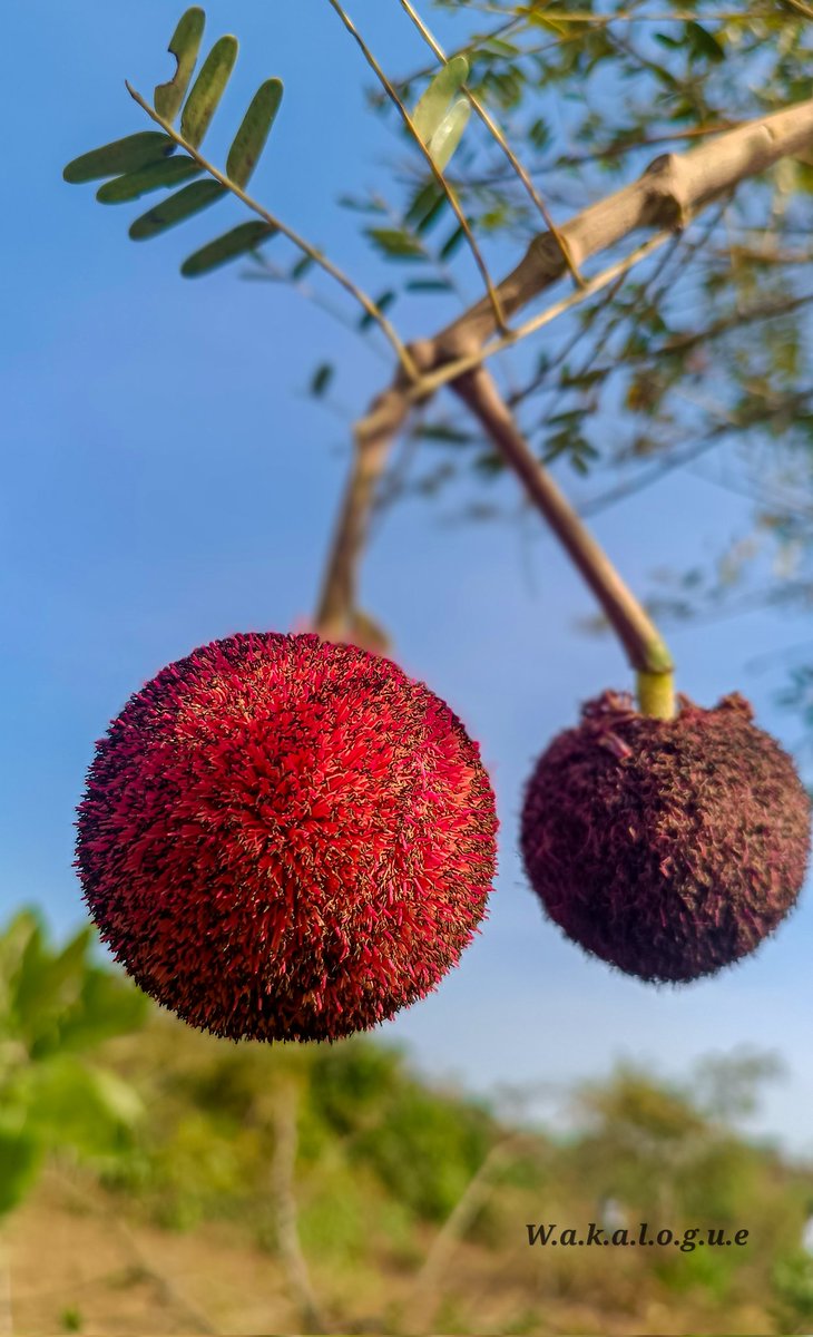 Mfon__Udoh's tweet image. Nature's Bliss.
Pure Bliss.

#wakalogue 
#hada #hikeagainstdrugabuse