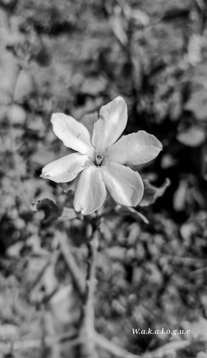 Mfon__Udoh's tweet image. Nature's Bliss.
Pure Bliss.

#wakalogue 
#hada #hikeagainstdrugabuse