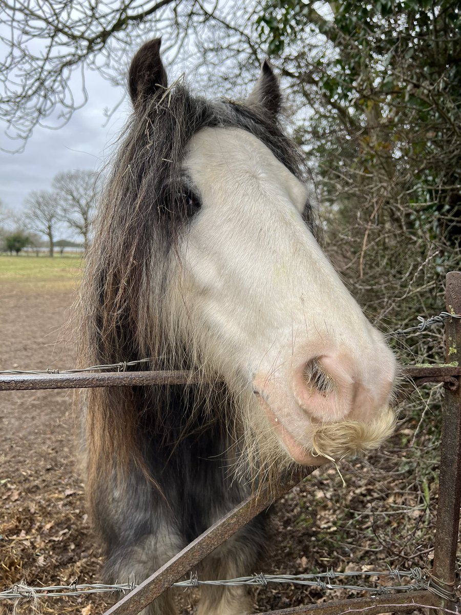 MericSevgiEren's tweet photo. Greeted by very friendly horsies with great hair game🐴 #OUWC https://t.co/H5rIYg344y