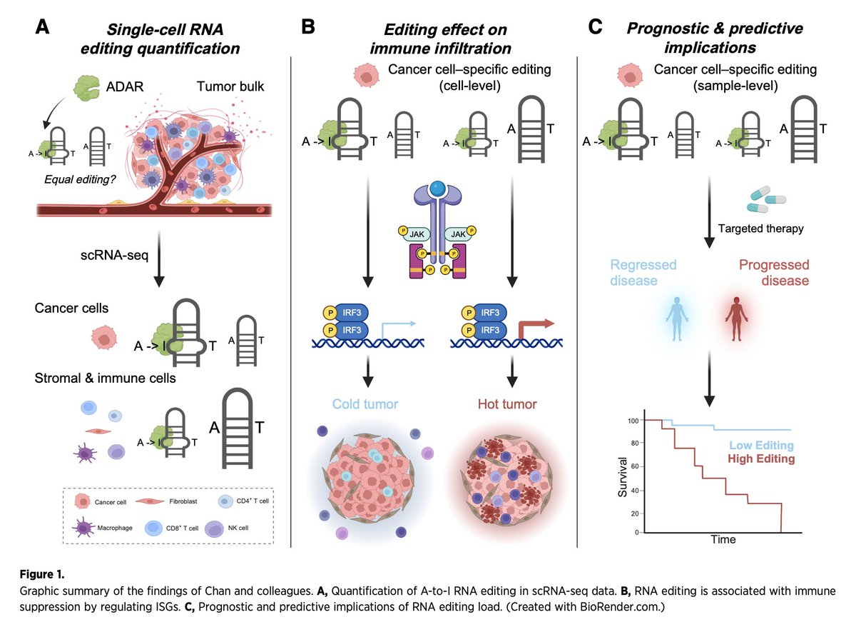 Yikai Luo (@yikailuo) on Twitter photo Our highlight of nice work on capturing clinically informative A-to-I editing signals from single-cell RNA-seq data from <a href="/gracexiao99/">Grace Xiao</a> Lab aacrjournals.org/cancerres/arti… Our highlight of nice work on capturing clinically informative A-to-I editing signals from single-cell RNA-seq data from <a href="/gracexiao99/">Grace Xiao</a> Lab aacrjournals.org/cancerres/arti…