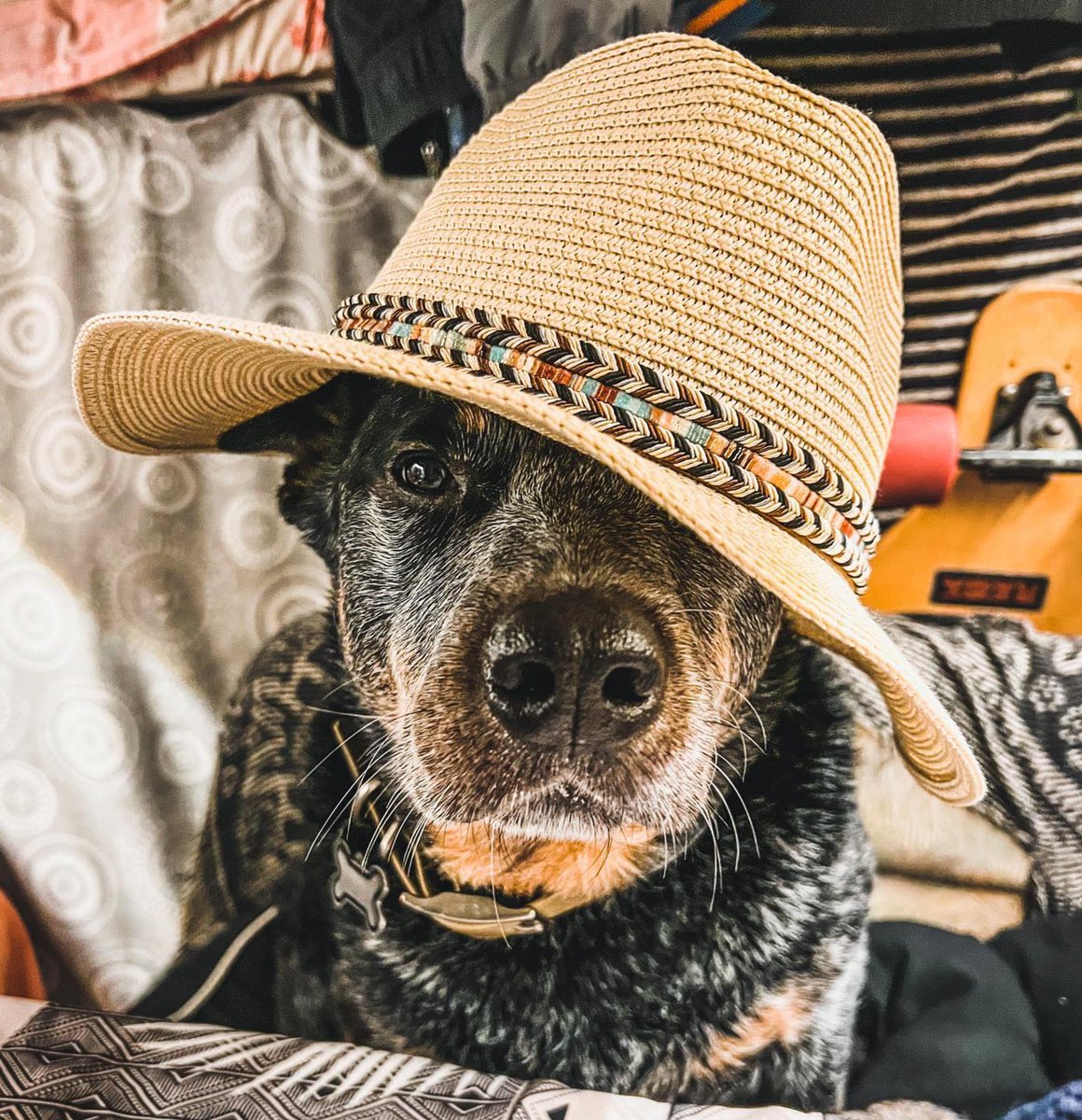 heelersbot tweet media