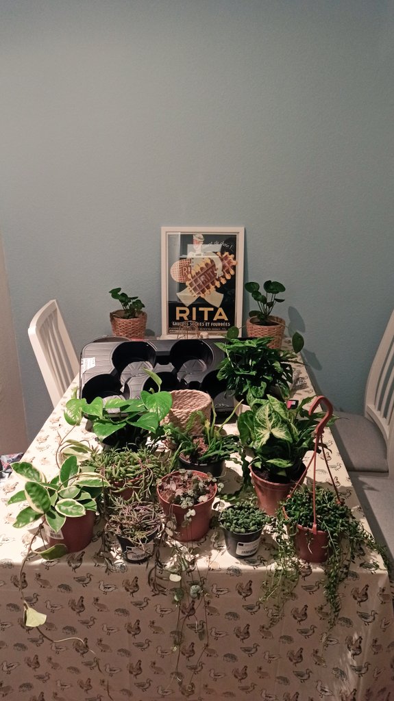 interpretaesto's tweet photo. Acaparar plantas por encima de mis posibilidades es una personalidad y es la mía #PlantMum 🌱  #PlantesPourTous https://t.co/aaQOn101Y1