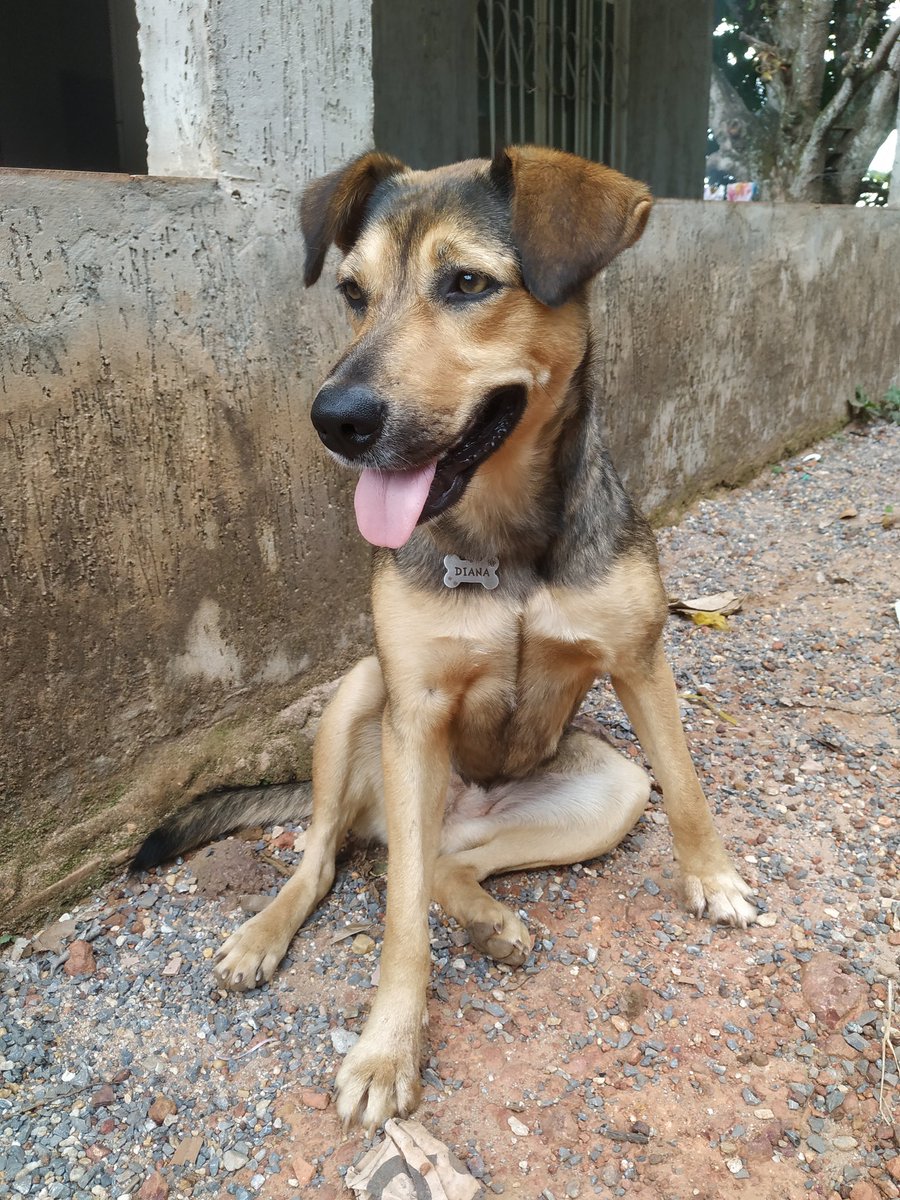 biapmm_'s tweet photo. Digo com tranquilidade que os meus cachorros são os mais lindos do mundo. https://t.co/hvFQQwehoA