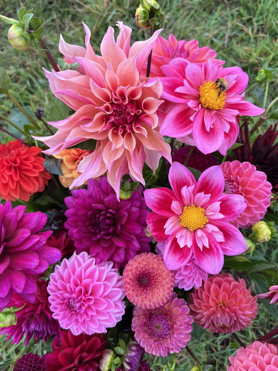 DorsetDahlias's tweet photo. Good evening from Dorset Dahlias. #dahlias #flowers #gardening #bees https://t.co/ppfS4O8DdB