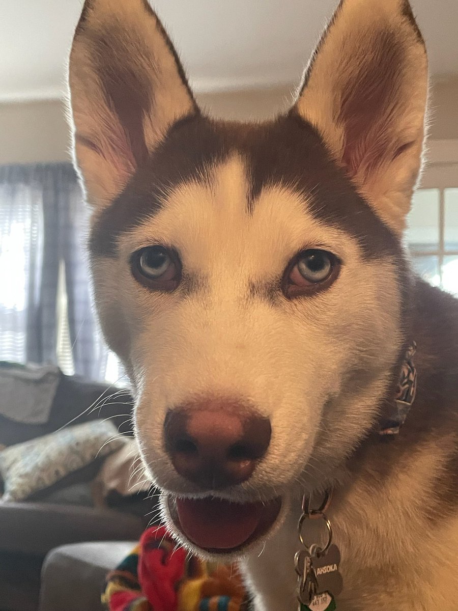 Richrodd's tweet photo. Getting too big too fast #Ahsoka #Husky #puppy https://t.co/9tnwsIJg6z