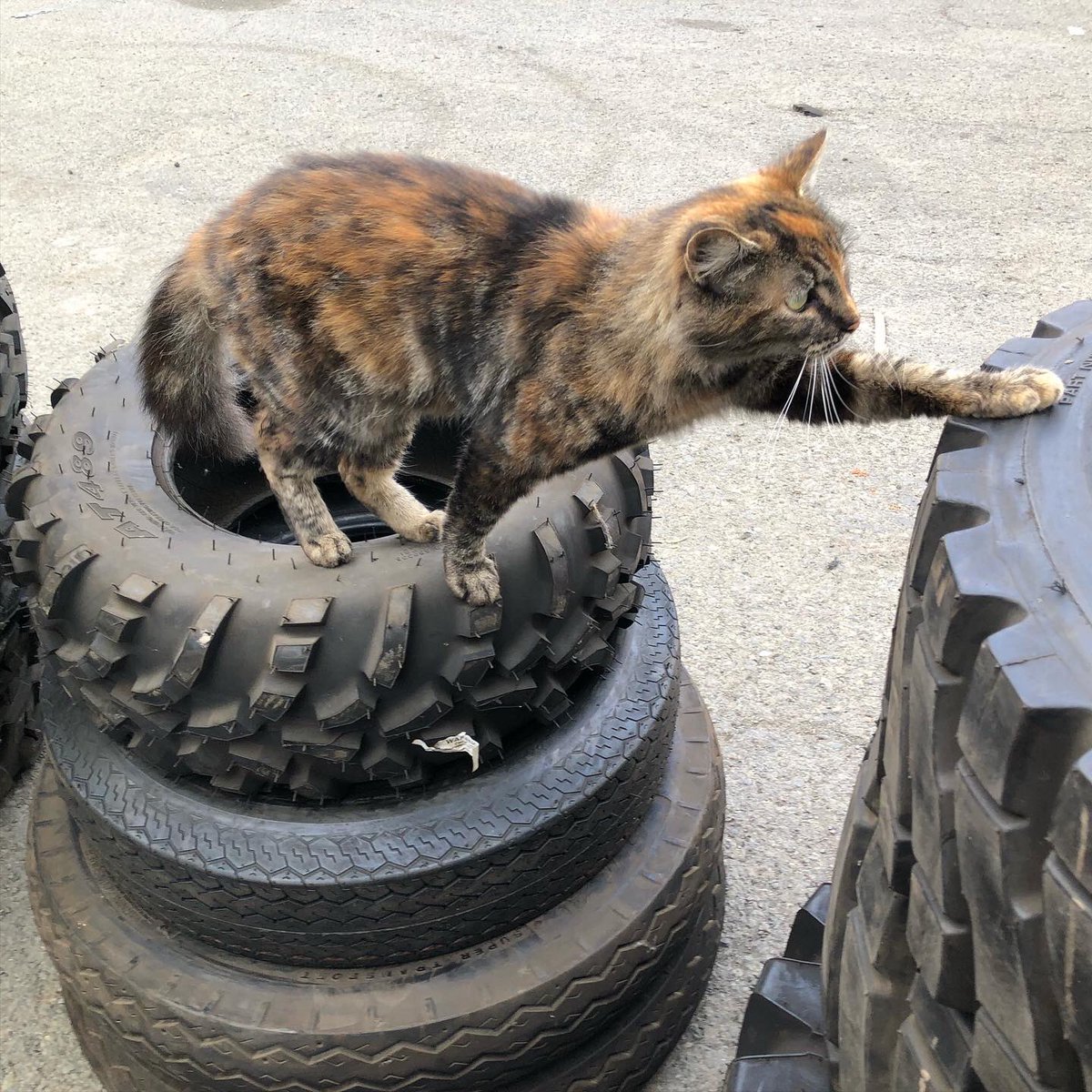IuRoger's tweet photo. @urwaifuneptune My supervisor says yes. https://t.co/L4ub9c14iI