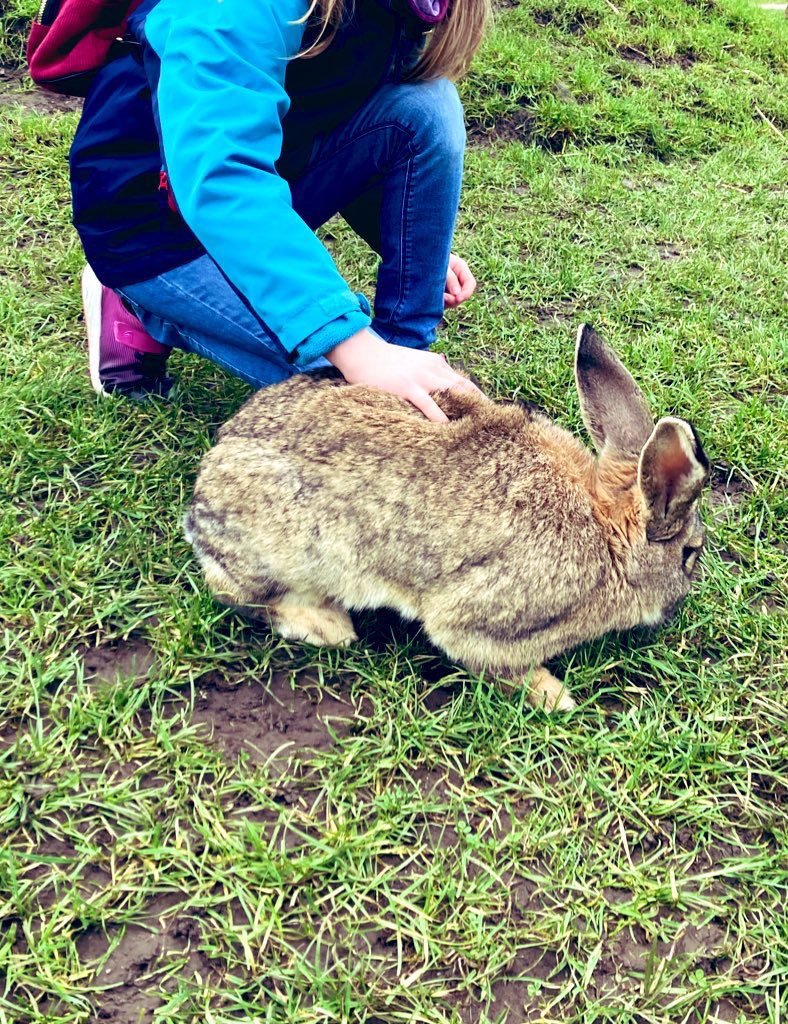PaxmanJenny's tweet photo. It is my assertion that if everyone* were to be prescribed quality time spent with giant rabbits weekly the world would be a better place #PetTherapy #GoodMentalHealth #SmilingChildren 🐇🐇🐇 *allergies notwithstanding https://t.co/ao0gwFTzUI