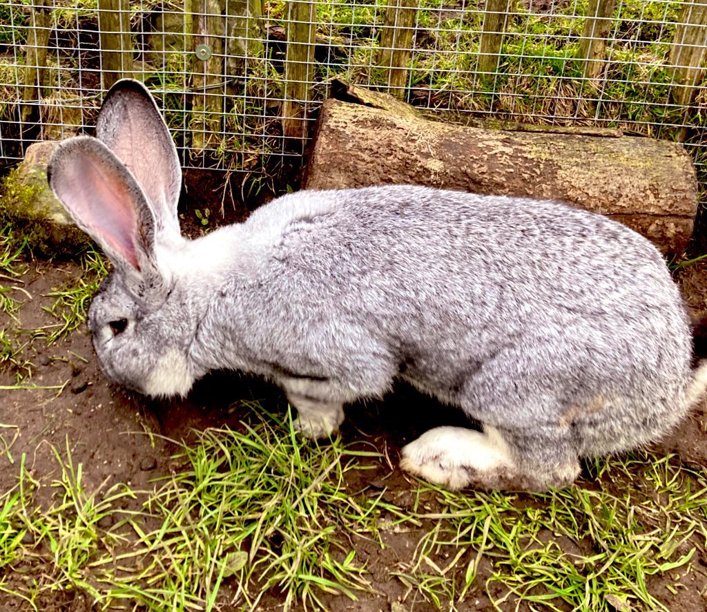 PaxmanJenny's tweet photo. It is my assertion that if everyone* were to be prescribed quality time spent with giant rabbits weekly the world would be a better place #PetTherapy #GoodMentalHealth #SmilingChildren 🐇🐇🐇 *allergies notwithstanding https://t.co/ao0gwFTzUI