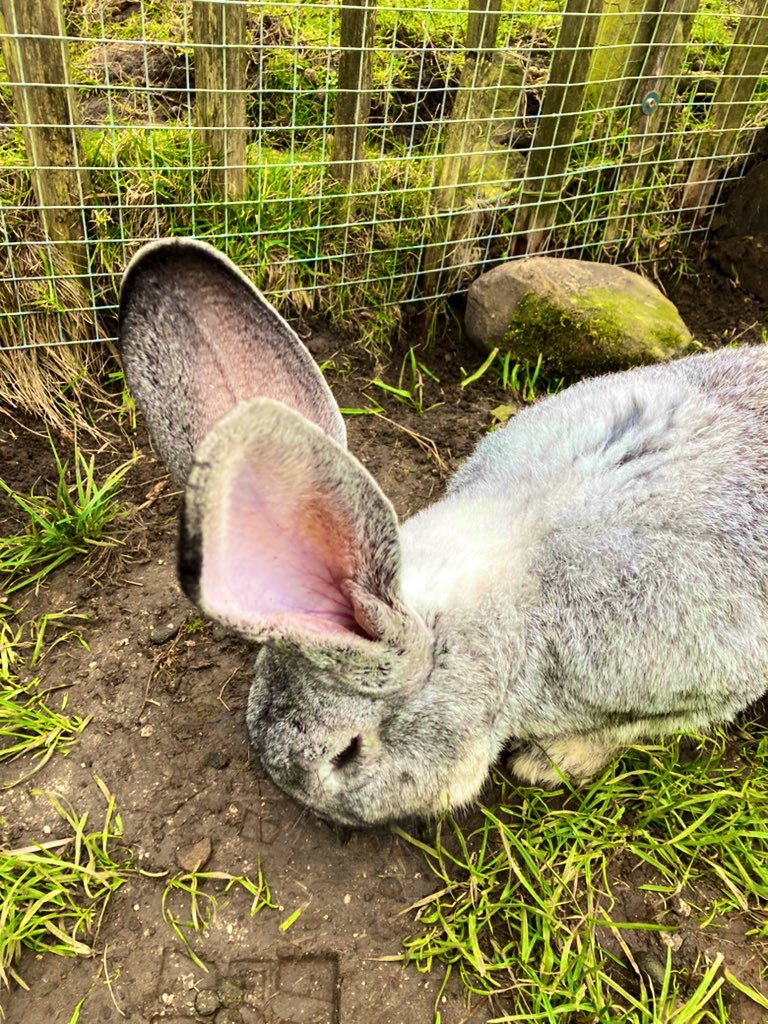 PaxmanJenny's tweet photo. It is my assertion that if everyone* were to be prescribed quality time spent with giant rabbits weekly the world would be a better place #PetTherapy #GoodMentalHealth #SmilingChildren 🐇🐇🐇 *allergies notwithstanding https://t.co/ao0gwFTzUI