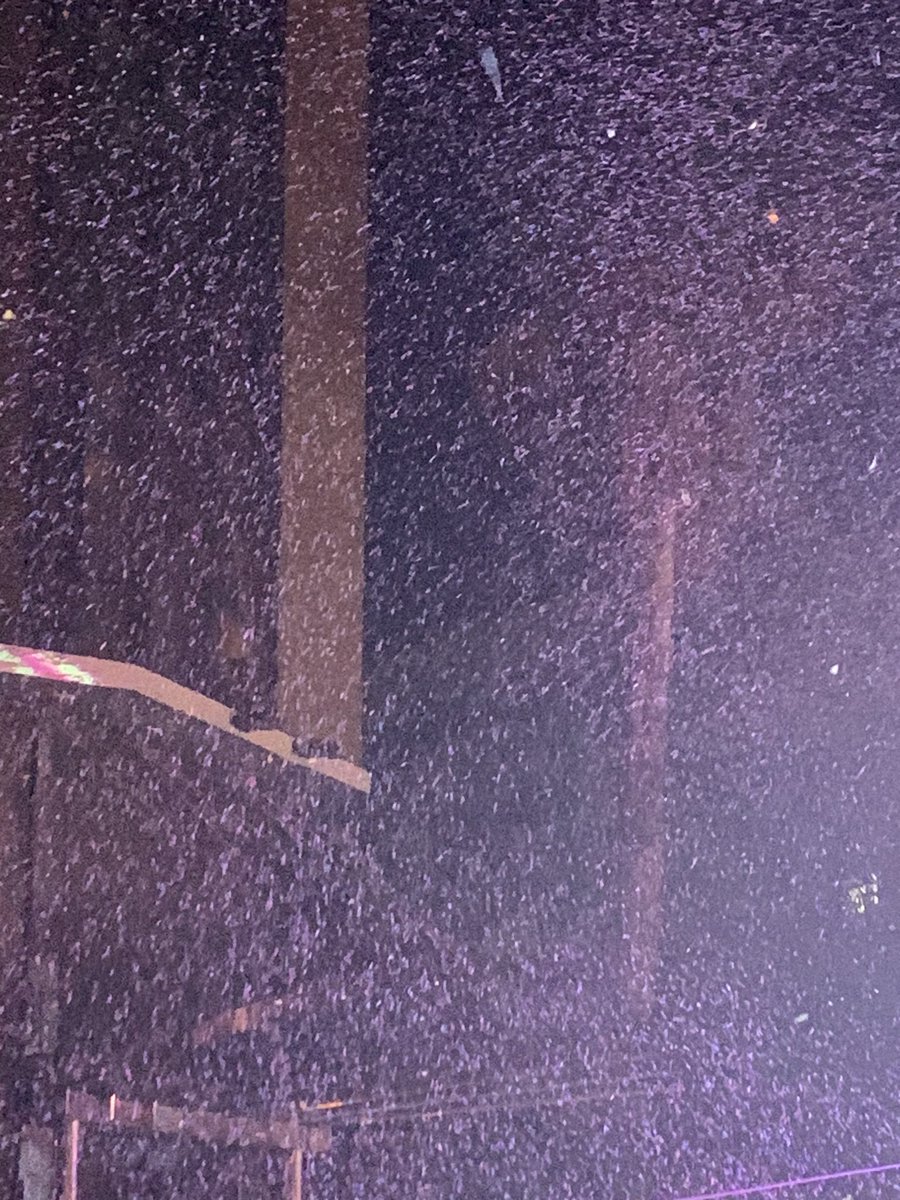 mario_salou's tweet photo. El #cosblanc de #Salou no se puede explicar, hay que vivirlo.
Toneladas de confeti cayendo desde el cielo mientras las carrozas desfilan con sus integrantes al ritmo de la música 🎶 https://t.co/AEivyGs4K3