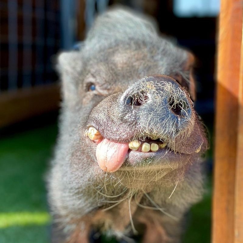 Pigofthe's tweet photo. 📅 6th February 2023
🏷️ Instagram/ziggysrefuge
💕 #animaloftheday https://t.co/1X0B6T0ZHT