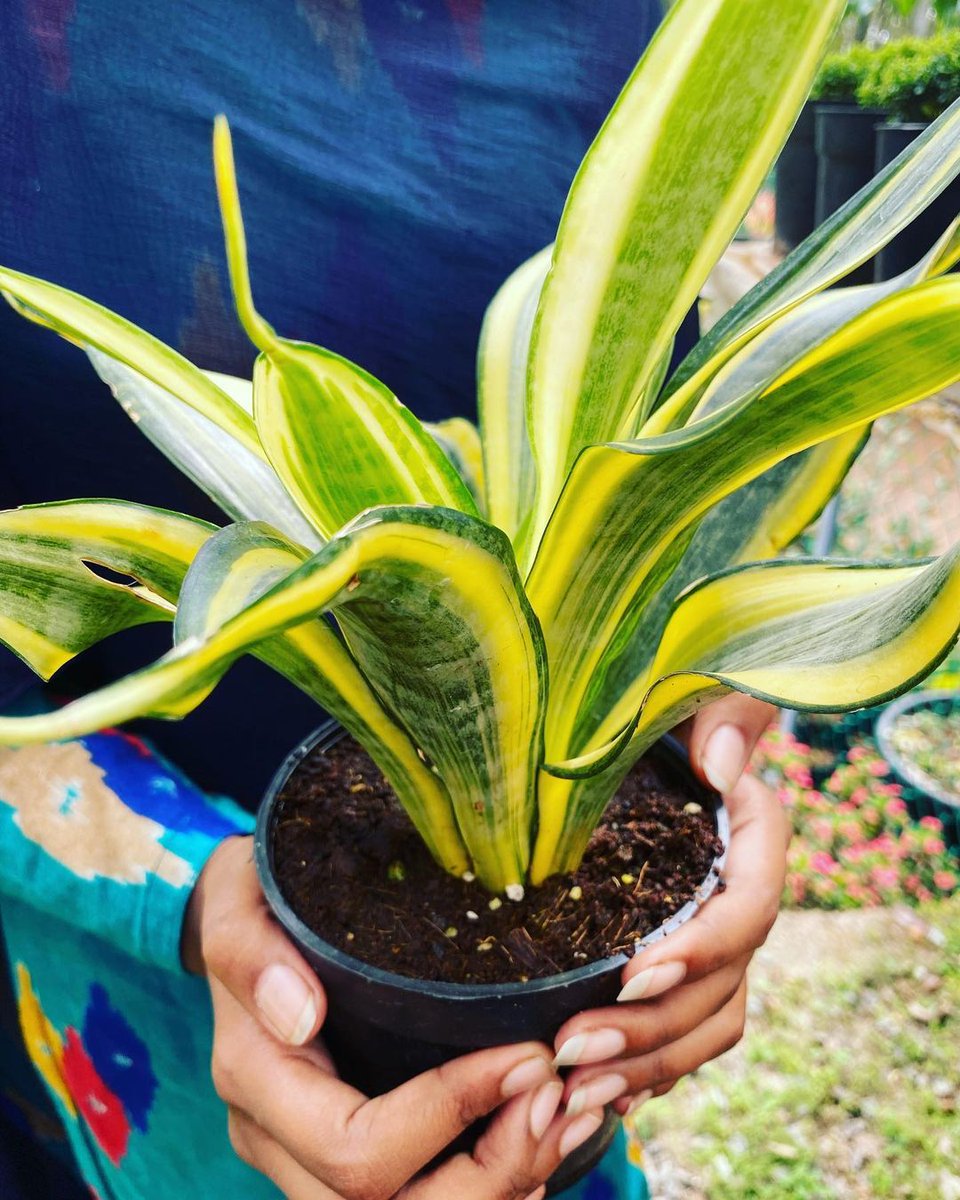 Sanseveria

#cremicpots #creppingskyflower #diyhomedecor #reels #plantreels #plasticfreeliving #zerowasteliving #sustainableliving #sustainable #plasticfreejuly #natureloversgallery