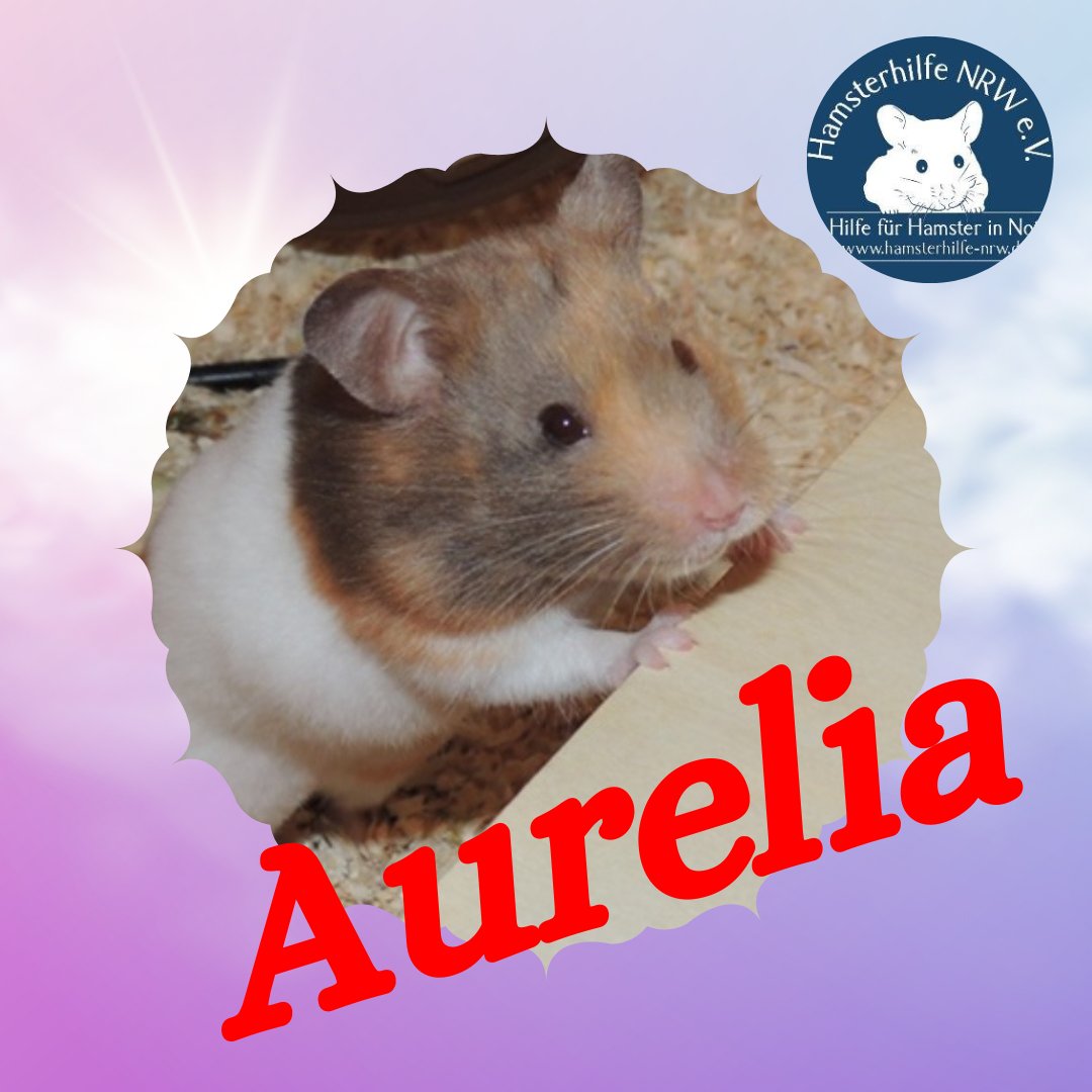 HamsterhilfeNRW's tweet photo. Die hübsche Aurelia sucht nach einem Eigenheim! Sie ist eine sehr aktive und neugierige Goldhamsterdame. https://t.co/D3Di95M6IO #hamster #tierschutz https://t.co/nZoL12KpGZ