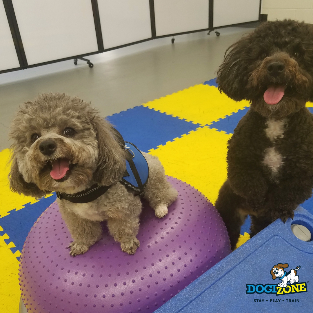 #workouttime 😝

#DogiZone #Rockville #Maryland #Dog #Dogs #dogdaycare #dogdaycarelife #dogboarding #caninefitness #fitpaws #doglove #doglife