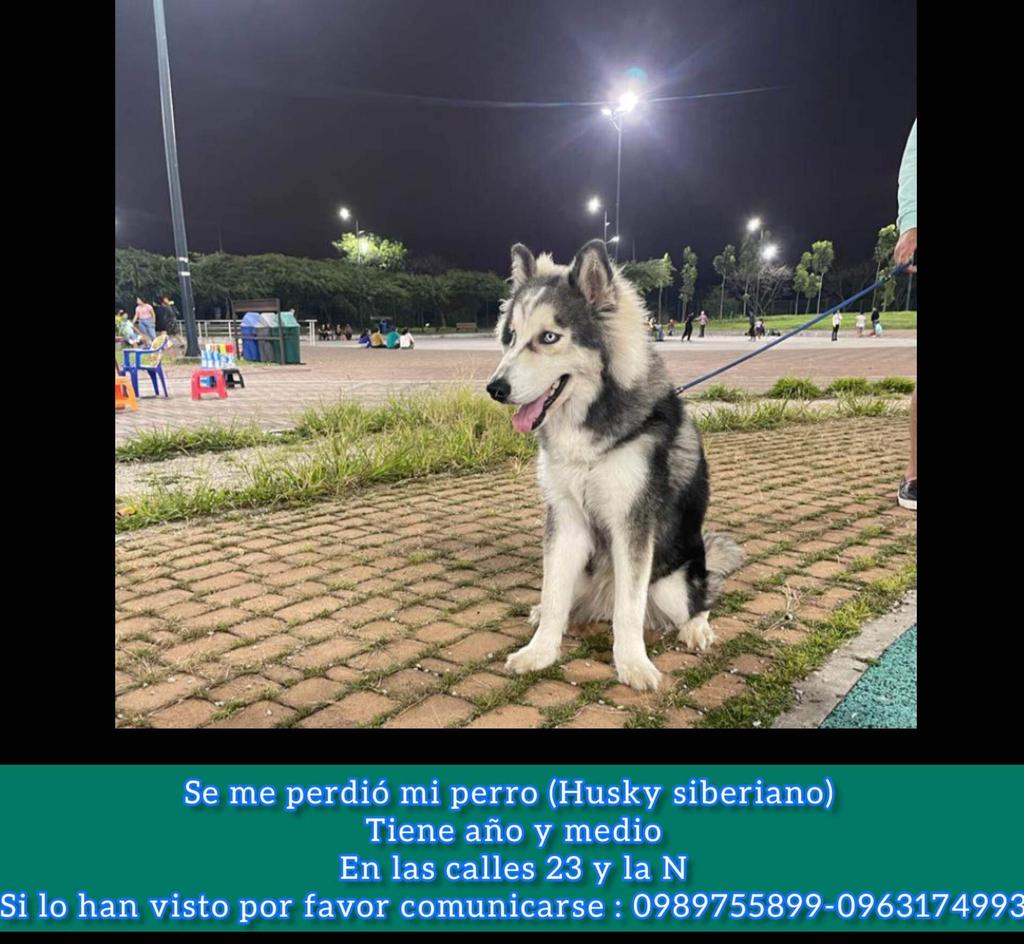 AlertaMePerdi's tweet photo. #PERDIDO #GUAYAQUIL
Nombre: #DAYKO
Fecha: 27/01/23
Sector: Sur, Batallón del Suburbio, 23ava. y la N
Sexo: Macho.
Raza: Husky
Obsv.: Mancha negra en los lagrimales de los ojos
Contacto: 0989755899-0960215047
¡Ayúdalo a volver con su familia!
#AlertaMePerdí https://t.co/Mir1Xvz1aG