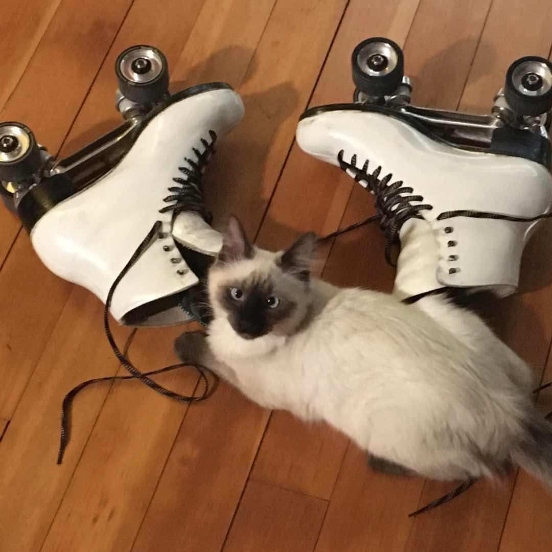 LadyEmusic's tweet photo. Two of my favorite things! 😻🛼💗🥰

#catsofinstagram #rollerskates #siamesecat #ladyemusic https://t.co/oNAZxBfmTb