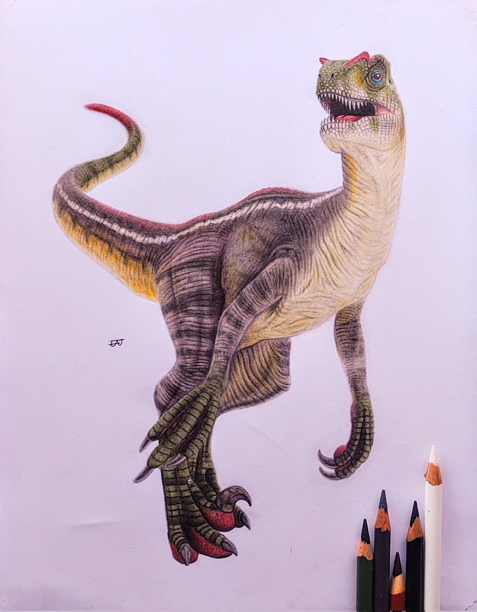 I finally finished this! 

Drawing of the Male Velociraptor "Quilliam" from Jurassic Park III!

For you, again <a href="/AllosaurusJP/">🌸Alice Goodman🌸 is Plurbin</a> hope you like It :)

Video of how I made it:
youtu.be/shF4XjUCb6A