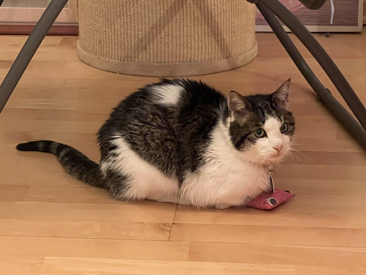 Kiwikeks's tweet photo. Polster muss sein 😂 #Caturday #CatsOnTwitter https://t.co/5Irj0E8B3d