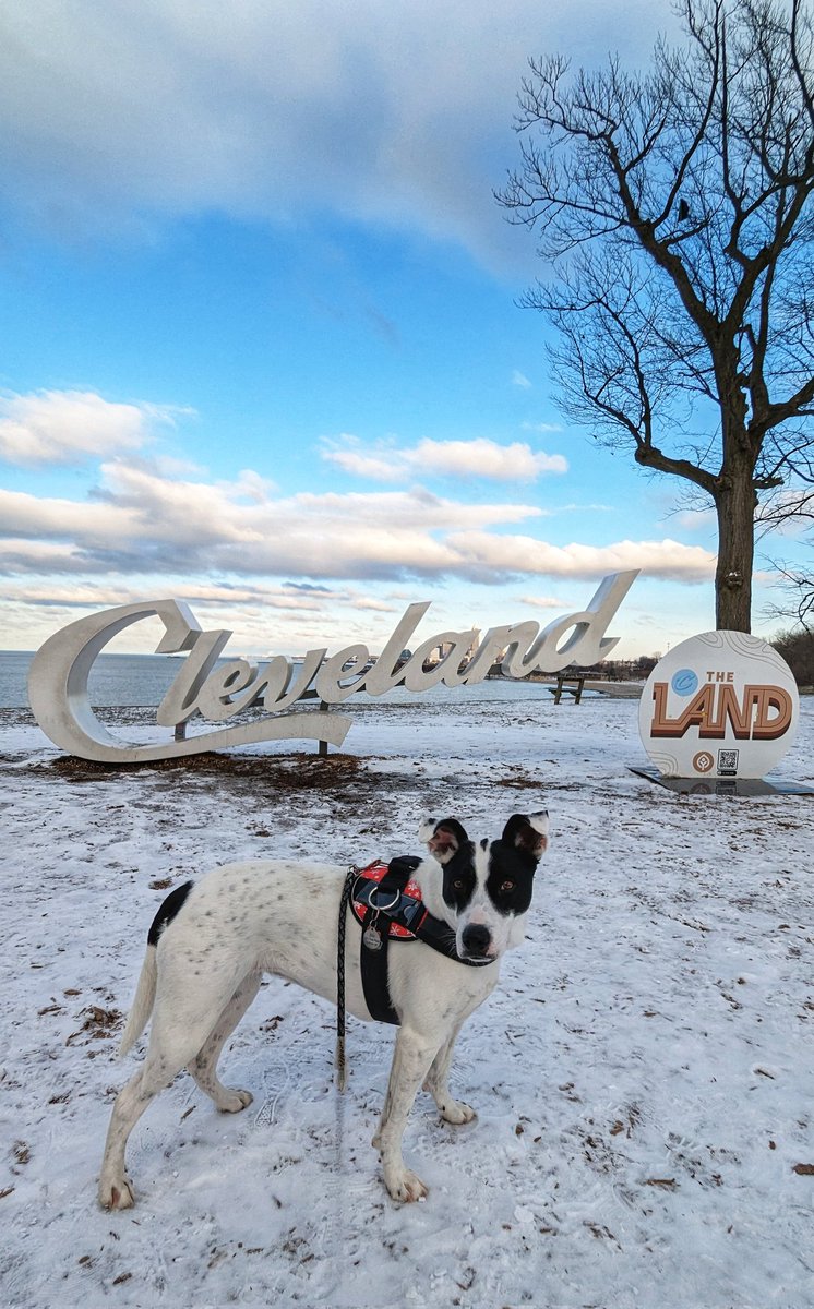 dlaufenberg's tweet image. It's a #weekendedition for #cowchat, @JenAnsbach! 1. Couple of gorgeous fall calves enjoying the warm temps 2. Brin and I spent the week in Cleveland 3. Crazy paddle boarder at 0° on Lake Erie. Hope your weekend gets a little warmer!