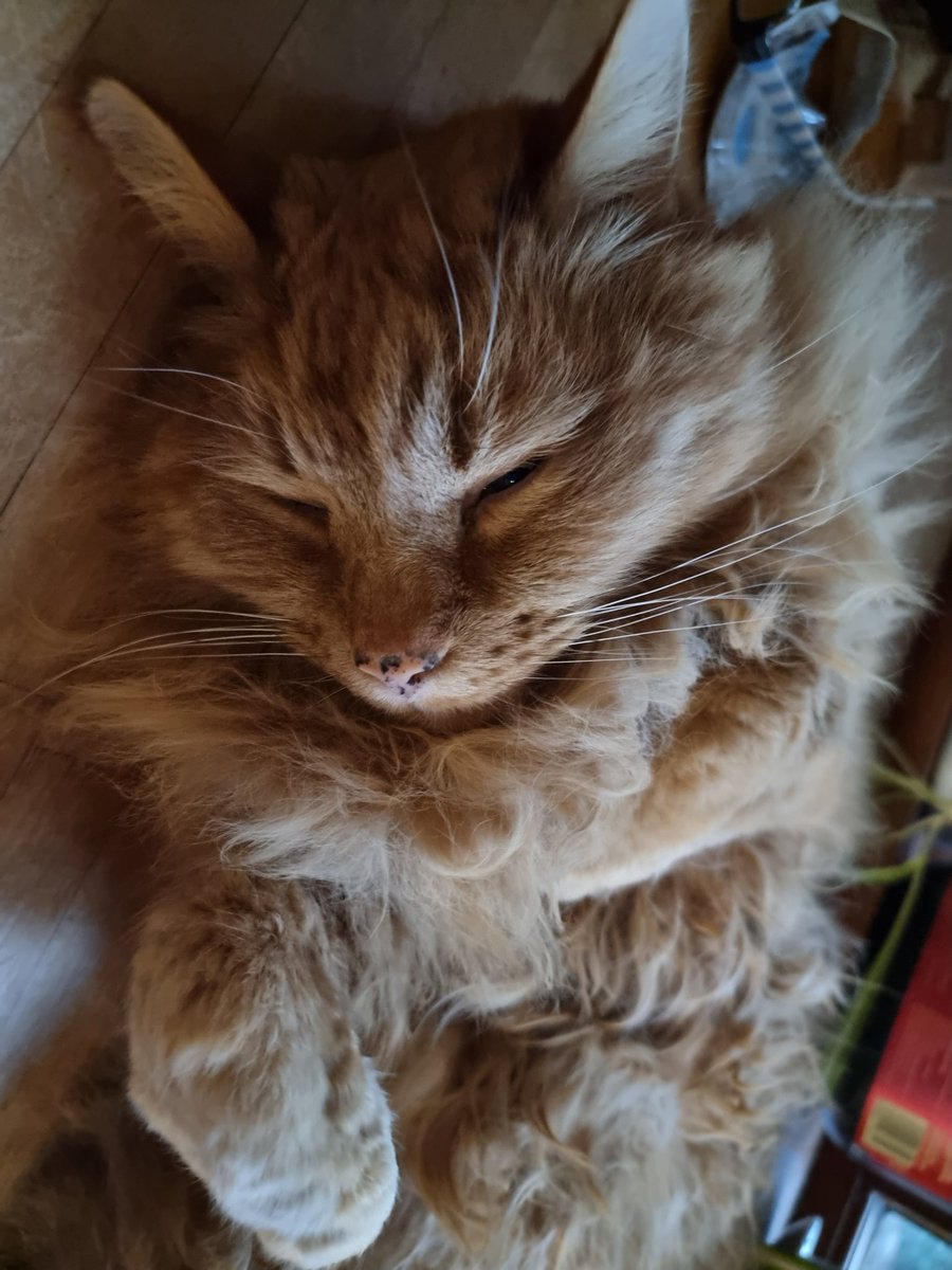 cryptoyikes's tweet photo. Rest in Peace little buddy.
You were the absolute best little orange guy and I'm gonna remember you for the rest of my life. Godspeed. ❤️💔 https://t.co/N8YBOSHOB8