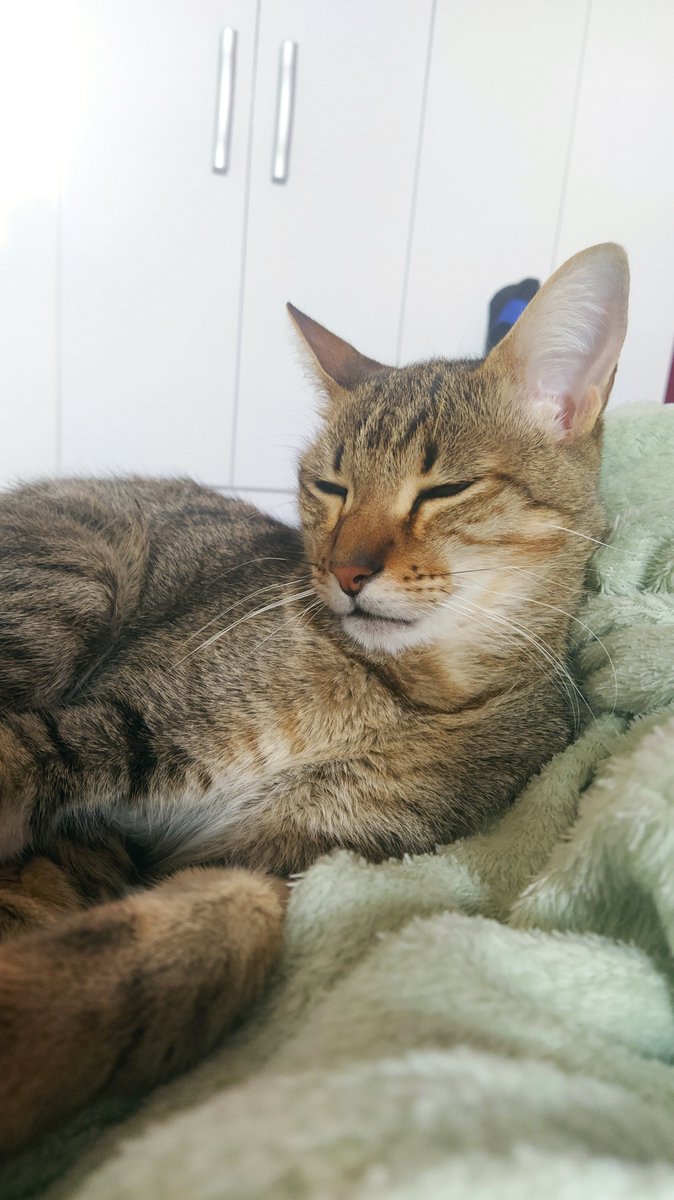 daixerosa's tweet photo. O gato está puto pois abri a janela e ele queria ficar no escurinho https://t.co/RO4JSU9oV6