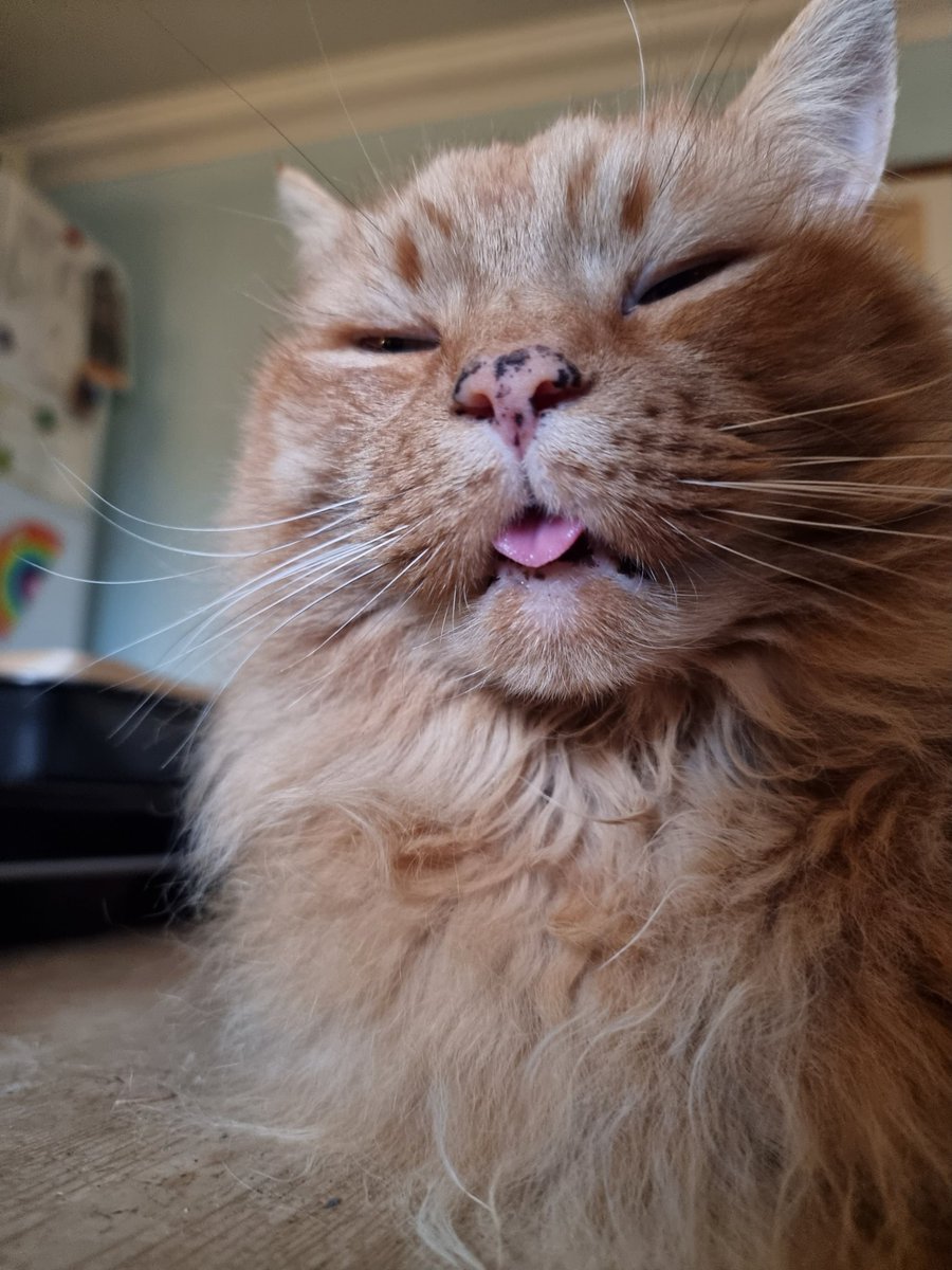 cryptoyikes's tweet photo. Rest in Peace little buddy.
You were the absolute best little orange guy and I'm gonna remember you for the rest of my life. Godspeed. ❤️💔 https://t.co/N8YBOSHOB8