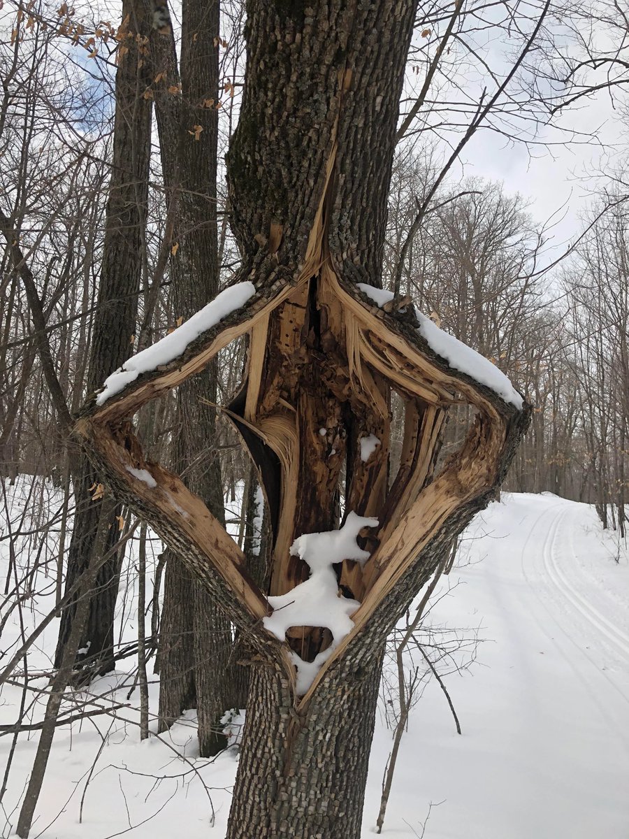 Trees in NE USA Exploding due to the extreme cold causing