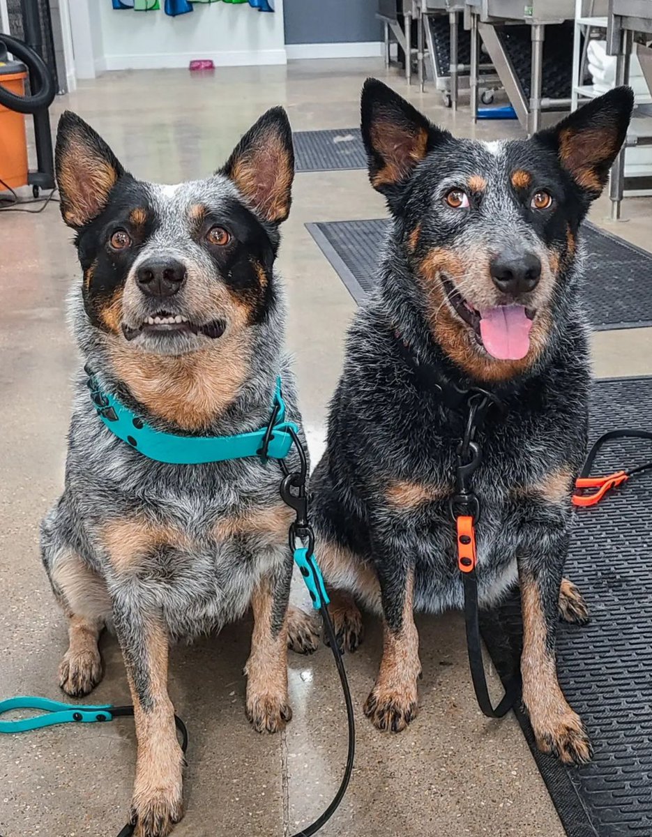 heelersbot tweet media