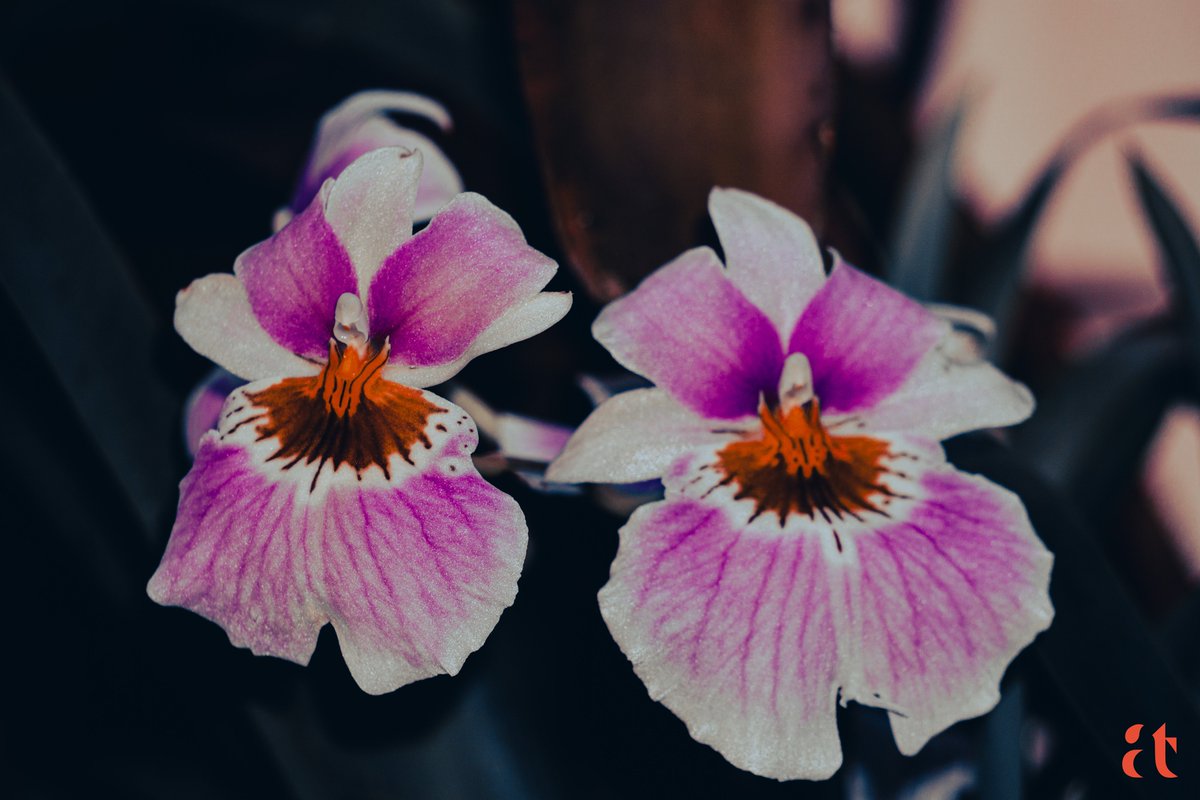 @clicks1222 #photography 
#photographylovers 
#FlowerMacro
#MacroHour
#NaturePhotography 
#AravindTarugu