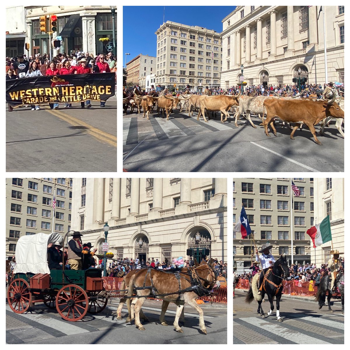 msblackap's tweet photo. What great weather to watch the Western Heritage Parade & Cattle Drive at the Alamo! #letsrodeoSA @SanAntonioRodeo https://t.co/6HzGKEeNVF