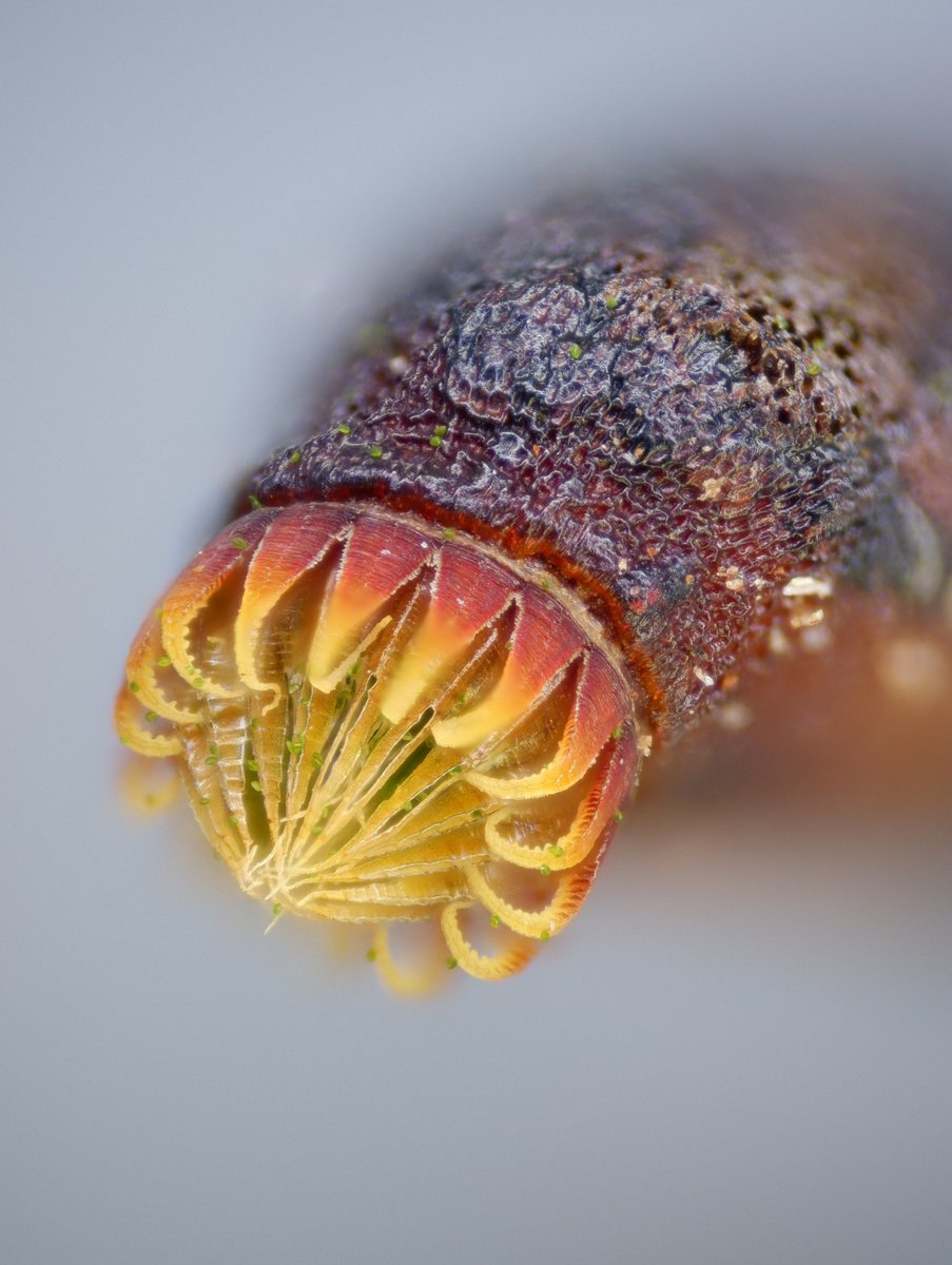I'm very pleased with these pictures of a moss spore capsule - you can even see a few spores ☺️#moss