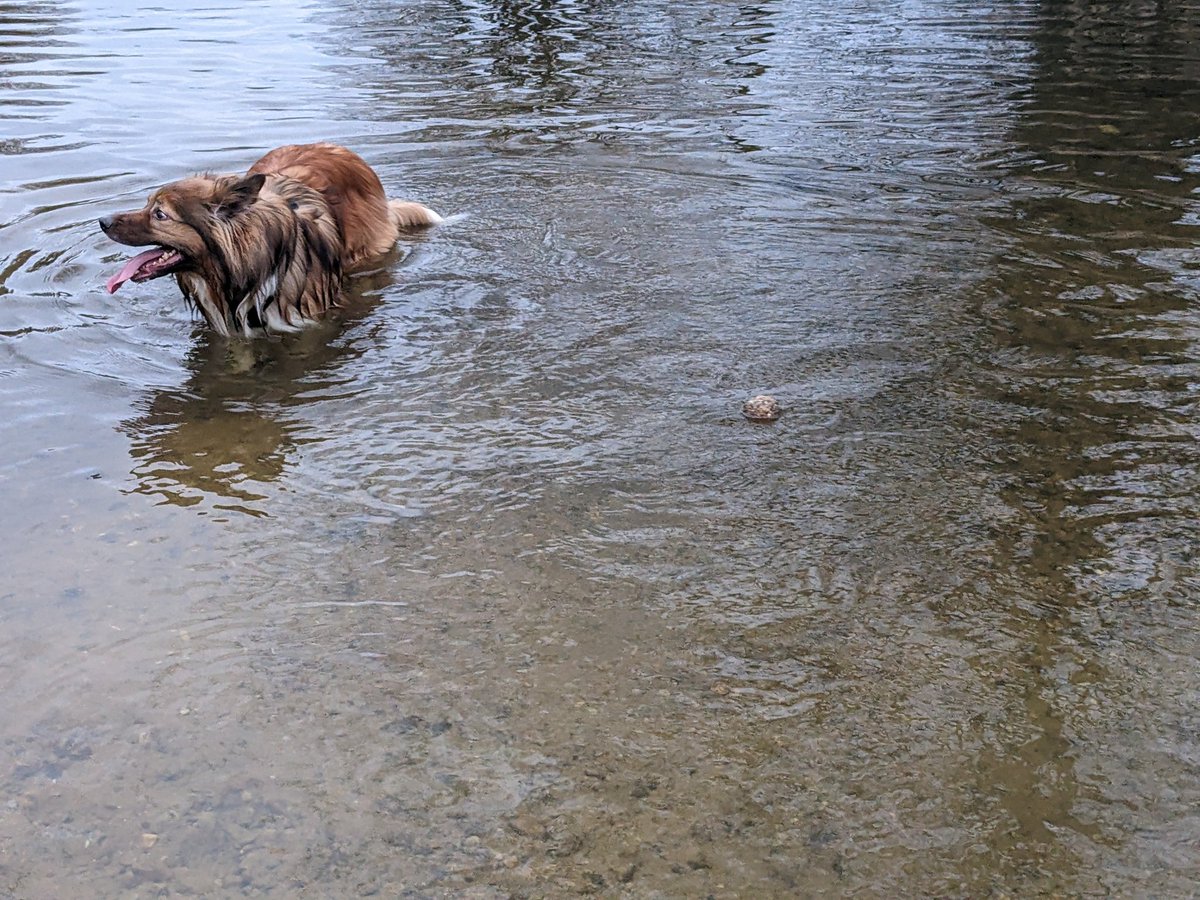 CamasTheCollie's tweet image. Sneaky river kept carrying my ball away when I wasn&apos;t looking. I got it safely home. 🐾🐾🏞️⚽🤨
#BorderCollie
#MyBall
#FetchIt
#SaturdayMorning