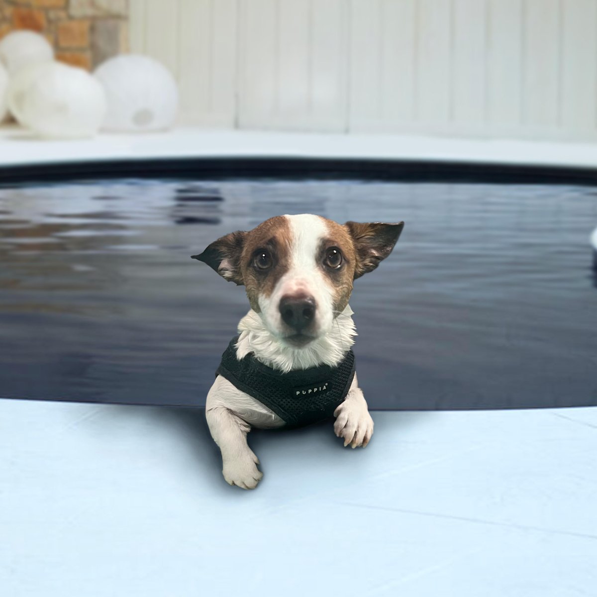 Hurry hooman am waiting for you 🥰

#goodboy #jrt #jackrussell #jackrussellterrier #dogs #cutedog #weeklyfluff #weratedogs #doggos #dogspictures #barked #9gagcute #aww