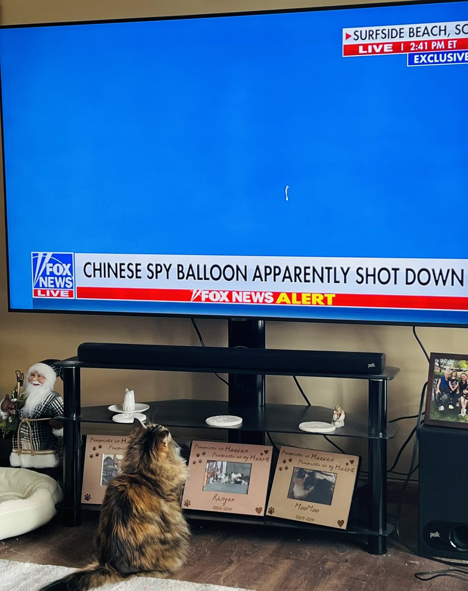 msranger10's tweet photo. @mmm_machiavelli @greggutfeld My kitty and I agree! https://t.co/egdDZAX7rR