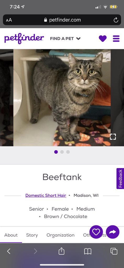 Weird Cat Names On Petfinder Weird Cat Names On Petfinder