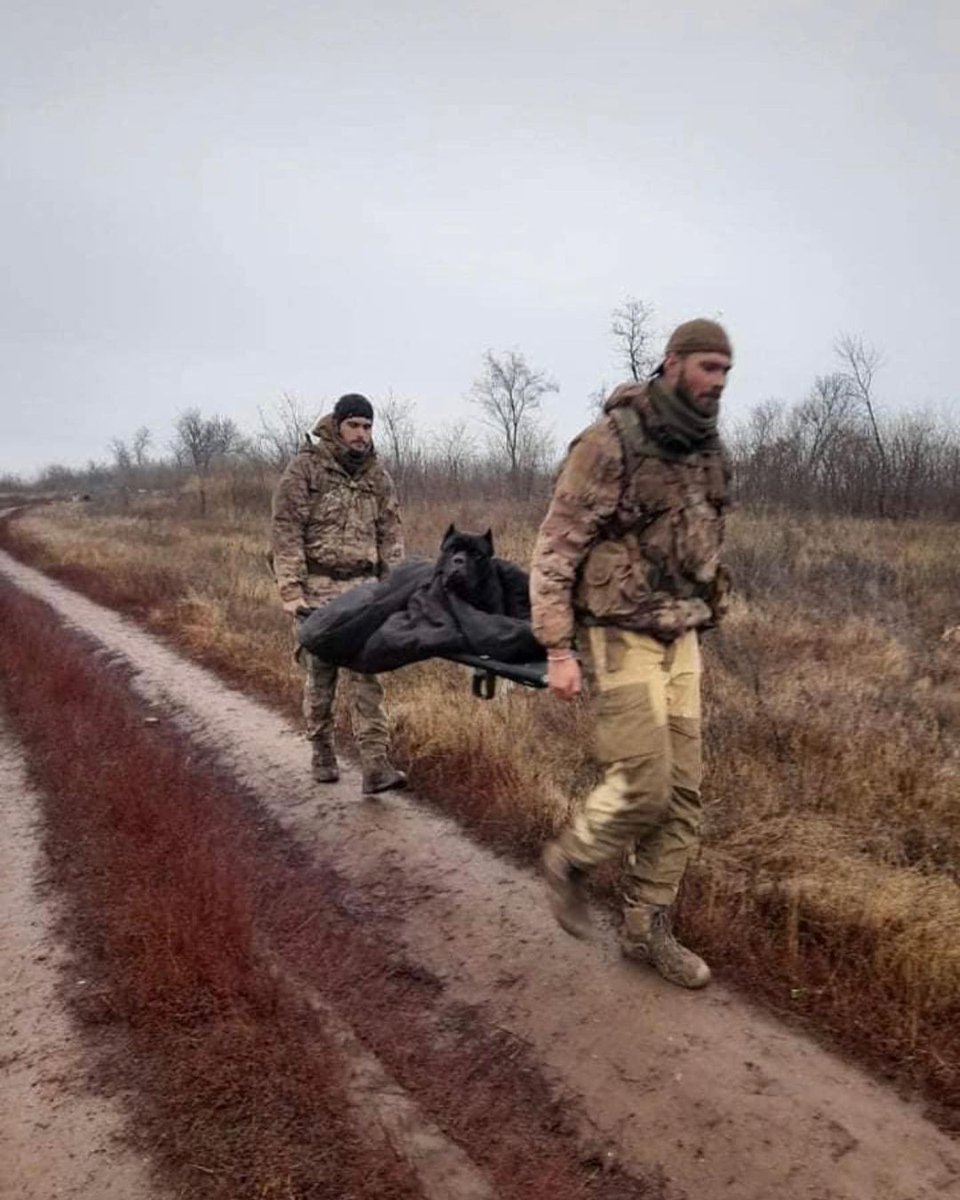 UAnimals.ENG 🇺🇦 tweet media