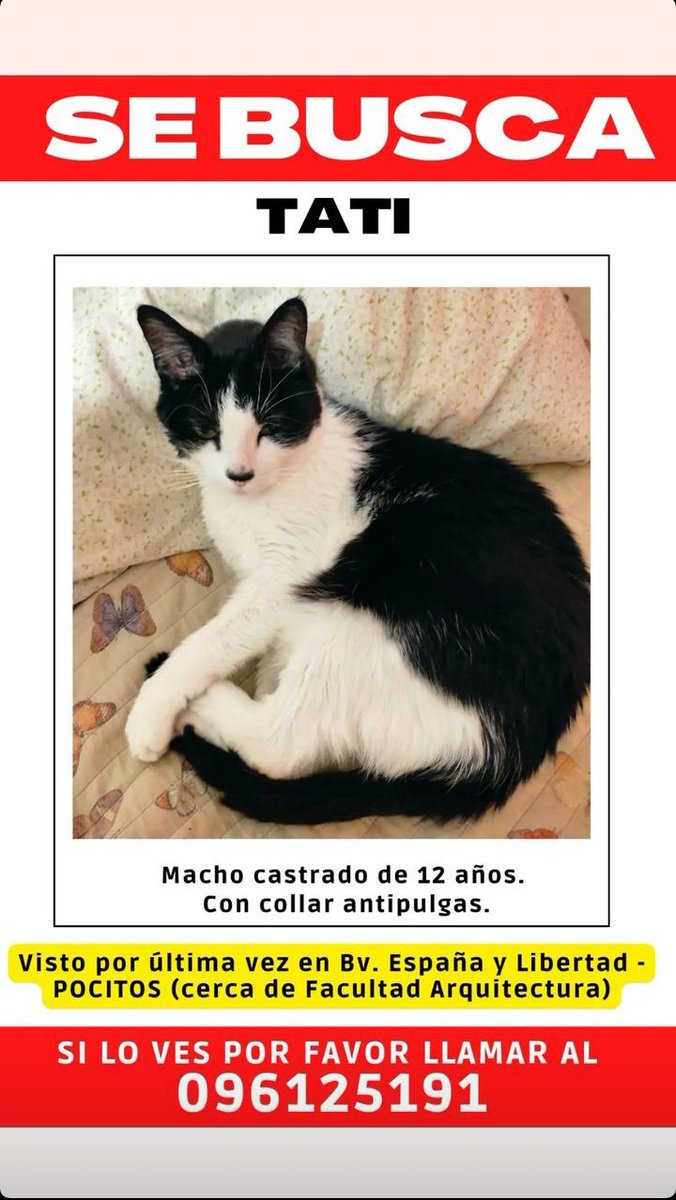 T2Rhp's tweet photo. AAYUDA Se perdió mi gato en Pocitos cualquier información 096125191 #Montevideo #Uruguay #Pocitos #GatoPerdido #Animales #AnimalesPerdidos #Mascota @noabandonen_uy https://t.co/0VGU54ZHSY