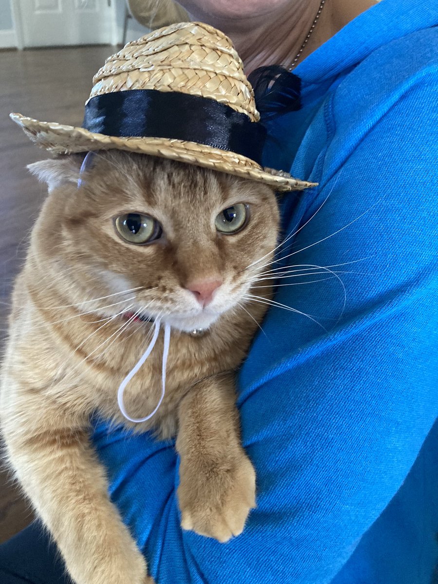 Happy Caturday! Got me a fresh new hat today. What do y’all think? #CatsofTwittter #CatsOfTwitter #catsinhats