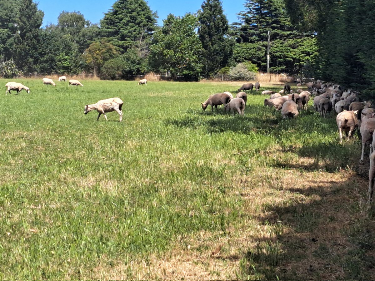 AdvisoryBlyth's tweet photo. Then on to a tour around the Lincoln University with them expanding on what they are trialling and looking into to help farming. #smartnz2023 #moreduncomms #sruc #sheepTec #goattec #sheep #farmingSmart #farming #PLFfarming https://t.co/NsoZsrRZUm