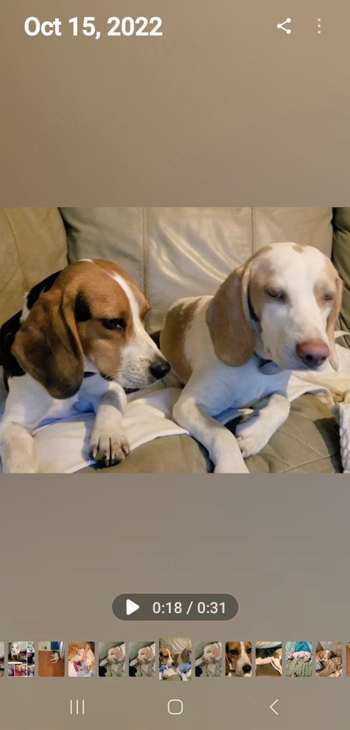 Daisy and Cletus #lemonbeagle  #lemonwhitebeagle #dogs #beagle