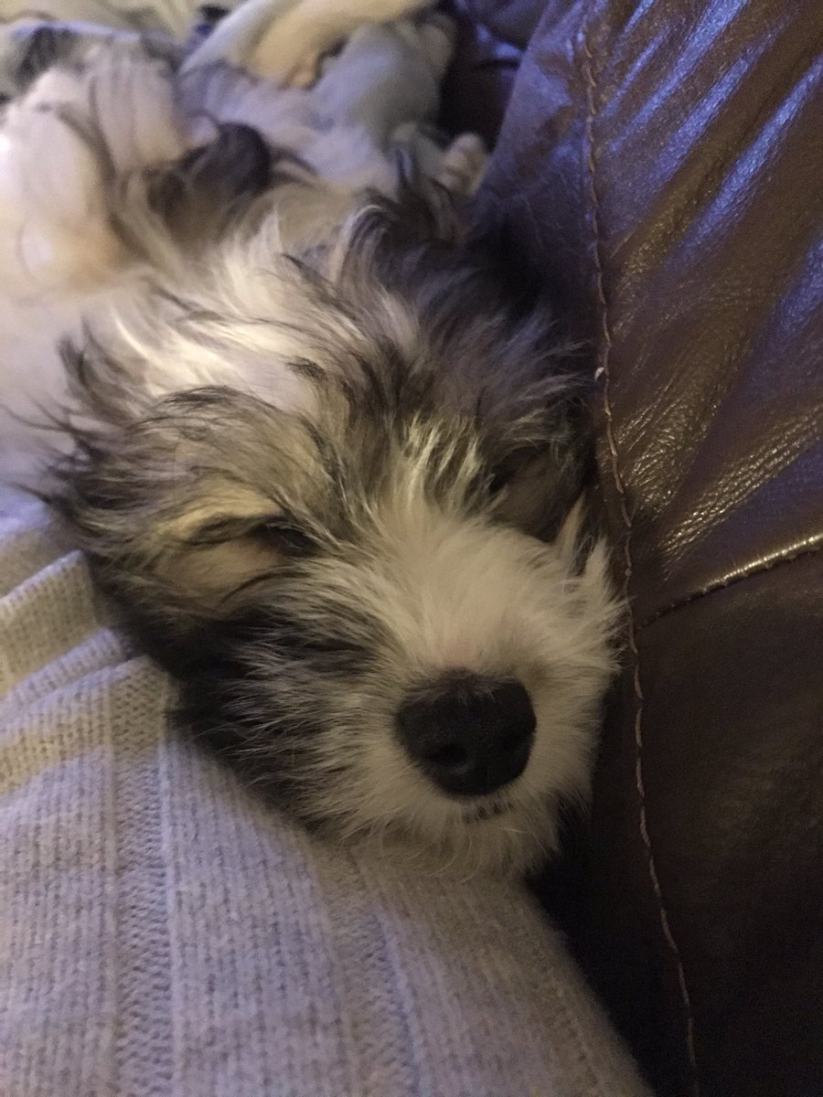 sfreeman123's tweet photo. When you’re dying for a wee but don’t want to move because the puppy has been a twat all night and is finally asleep https://t.co/Ikxotgv3AT