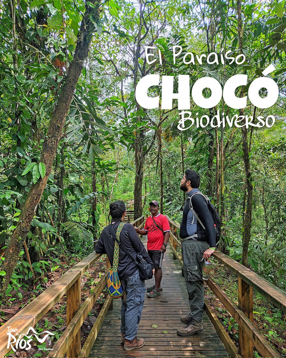 Tourderios's tweet photo. El Chocó Biogeográfico que cuenta con un alto potencial turístico sigue en la ardua tarea de mostrar todos sus atractivos naturales. Los baqueanos del corregimiento de @tutunendochoco transmiten a nacionales y extranjeros conocimientos ancestrales, propios de un Paraíso. https://t.co/4OfEuR0rhZ